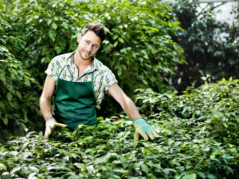 A young male gardener with short, dark hair and a light beard is working in a lush, green garden in Wembley, evident from the postcode area. He is wearing a light green and white checkered shirt and a dark green apron, with gardening gloves on both hands, and is smiling gently as he tends to dense, leafy shrubs. The garden features a well-maintained lawn with vibrant, closely cropped grass in the foreground, bordered by a variety of plants, including hedges and small bushes. In the background, there are taller trees and additional greenery, indicating a landscaped outdoor space with natural light filtering through the foliage. The scene captures a moment of outdoor gardening, reflecting professional lawn and garden maintenance services typical of Wembley, with an emphasis on healthy plants and tidy outdoor aesthetics connected to local landscaping expertise.